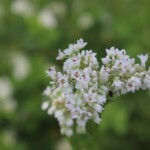 そば　花